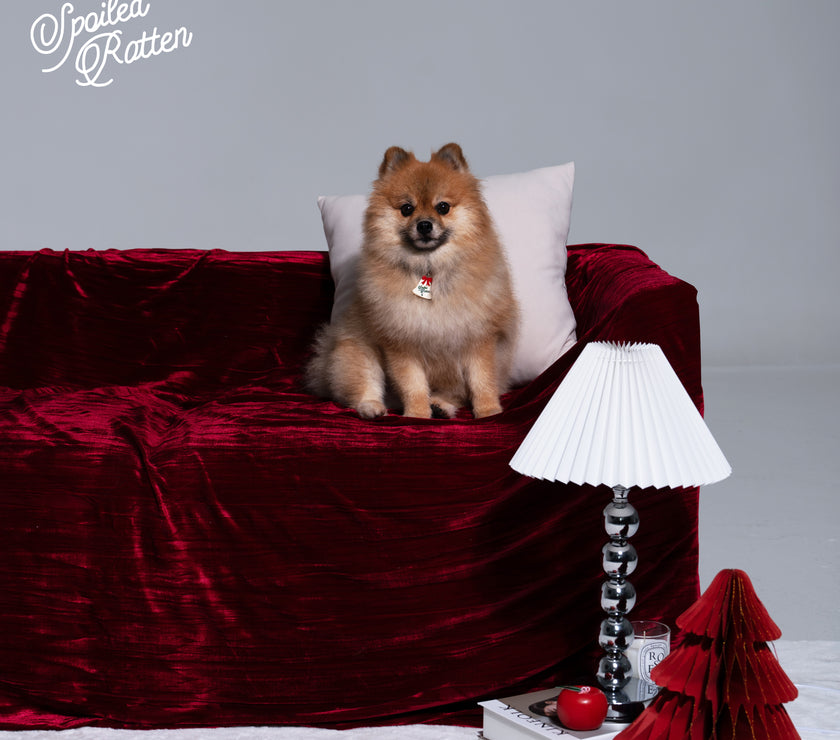 Spoiled Rotten Pet Charm - Urbanized Co. Default Title
