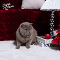 Spoiled Rotten Pet Charm - Urbanized Co. Default Title