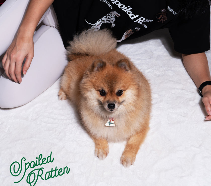 Spoiled Rotten Pet Charm - Urbanized Co. Default Title